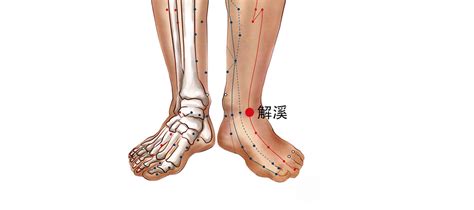 陽西穴|陽溪穴位：功效、位置、不通症狀及保養方法